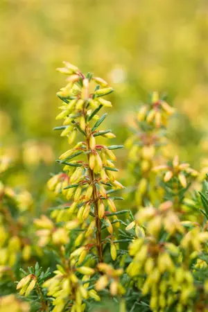 Erica carnea 'Rosalie' - P9 - image 5