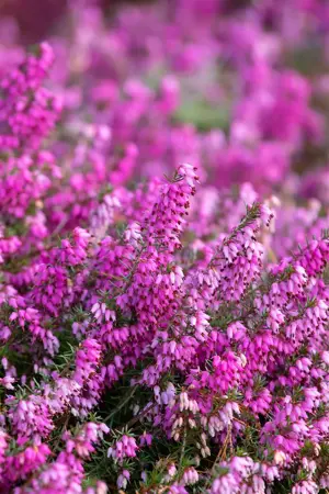 Erica carnea 'Rosalie' - P12 - image 3
