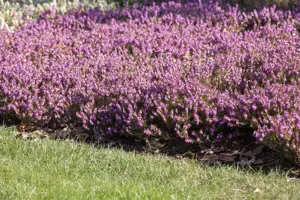 Erica carnea 'Rosalie'