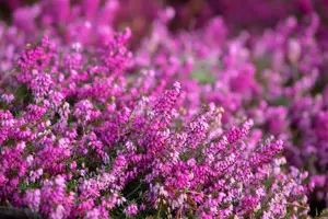 Erica carnea 'Rosalie' - P9 - image 2