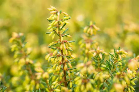 Erica carnea 'Rosalie' - P9 - image 4