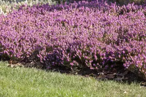 Erica carnea 'Rosalie' - 1.5 Ltr pot - image 5