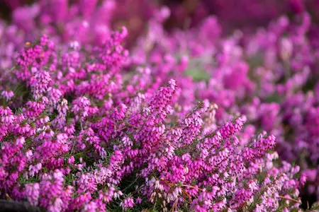Erica carnea 'Rosalie' - 1.5 Ltr pot - image 2