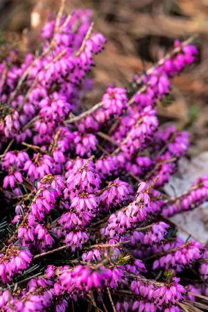 Erica carnea 'Rubin's Pallette' - P9 - image 2