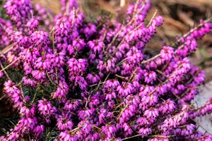 Erica carnea 'Rubin's Pallette'