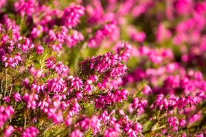 Erica carnea 'Ruby Glow'