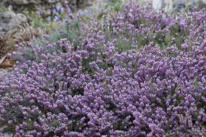 Erica carnea 'Sarah' - P12 - image 3