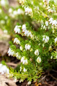 Erica carnea 'Snow Prince'