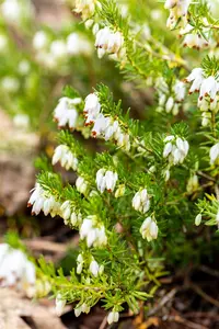 Erica carnea 'Snow Prince'
