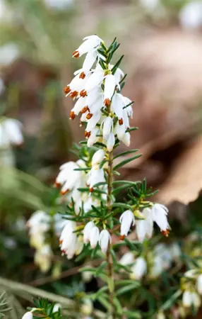 Erica carnea 'Snow Prince' - P9 - image 2