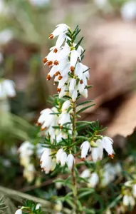 Erica carnea 'Snow Prince' - P9 - image 2