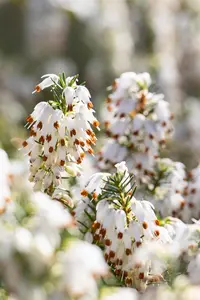 Erica carnea 'Snow Queen'