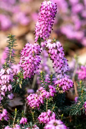 Erica carnea 'Vivellii' - 2 Ltr pot - image 3
