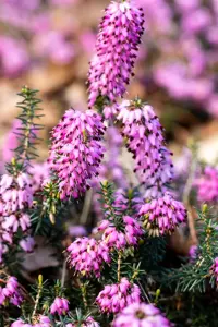 Erica carnea 'Vivellii' - 2 Ltr pot - image 3