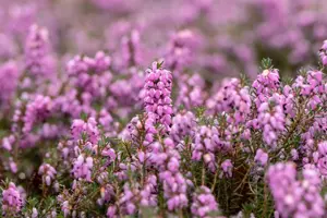 Erica carnea 'Vivellii'