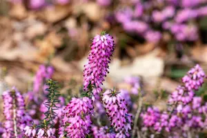 Erica carnea 'Vivellii' - 2 Ltr pot - image 2