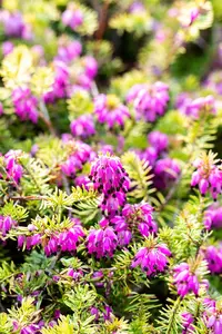 Erica carnea 'Whisky' - P9 - image 3