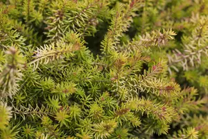 Erica carnea 'Whisky'