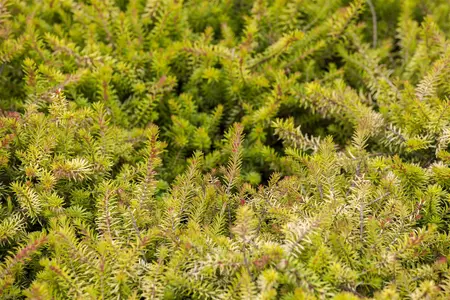 Erica carnea 'Whisky' - P9 - image 2