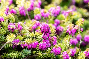 Erica carnea 'Whisky' - P9 - image 4