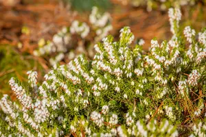 Erica carnea White