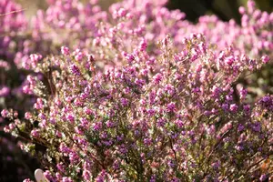 Erica carnea 'Winter Beauty'
