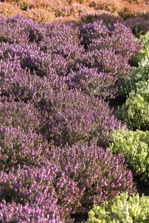 Erica carnea 'Winterfreude' - P10.5 - image 1