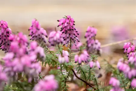 Erica carnea 'Winterfreude' - P10.5 - image 2