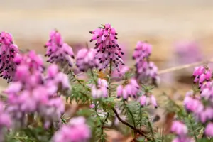 Erica carnea 'Winterfreude' - P10.5 - image 2