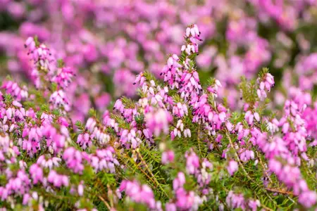 Erica carnea 'Winterfreude' - P10.5 - image 3