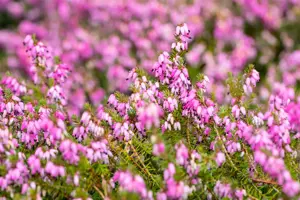 Erica carnea 'Winterfreude' - P10.5 - image 3