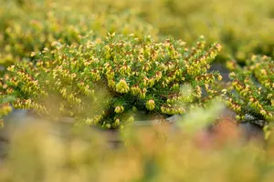 Erica carnea 'Winterfreude' - 1.5 Ltr pot - image 4