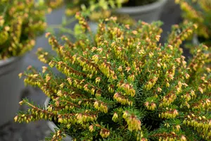 Erica carnea 'Winterfreude' - 1.5 Ltr pot - image 5