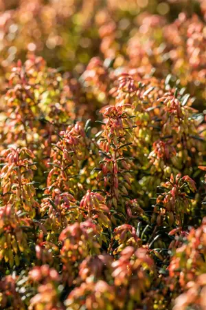 Erica carnea 'Wintersonne' - P9 - image 5