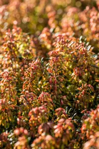 Erica carnea 'Wintersonne' - P9 - image 5