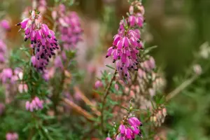 Erica carnea 'Wintersonne' - P9 - image 2