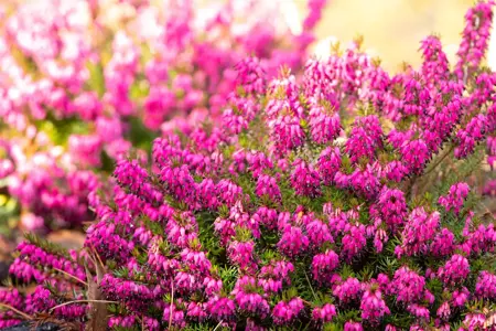 Erica carnea 'Wintersonne' - P9 - image 4