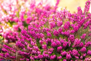 Erica carnea 'Wintersonne' - P9 - image 4