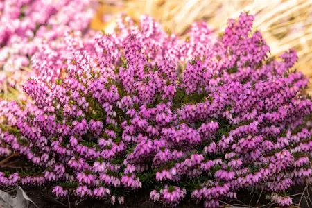 Erica carnea 'Wintersonne' - P9 - image 3
