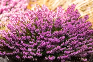 Erica carnea 'Wintersonne' - P9 - image 3