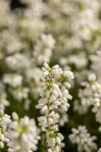 Erica cin. 'Alba Major' - P10.5 - image 5