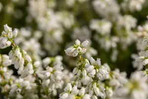 Erica cin. 'Alba Major' - P10.5 - image 5
