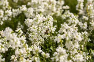 Erica cin. 'Alba Major' - P10.5 - image 2