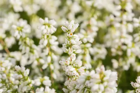 Erica cin. 'Alba Major' - P10.5 - image 4
