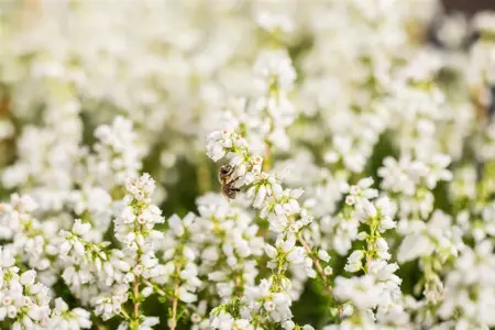 Erica cin. 'Alba Major' - P10.5 - image 3