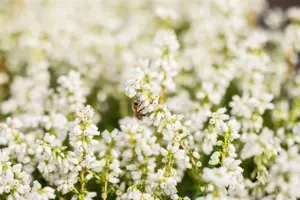 Erica cin. 'Alba Major' - P10.5 - image 3