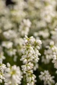 Erica cin. 'Alba Minor' - P9 - image 5
