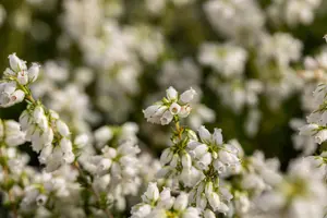 Erica cin. 'Alba Minor'