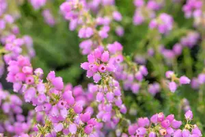 Erica cin. 'Cevennes' - P9 - image 5