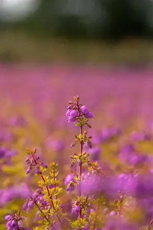Erica cin. 'Golden Drop' - P10.5 - image 2